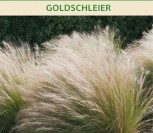 ŠLUOTSMILGĖS KUPSTINĖS GOLDSCHLEIER