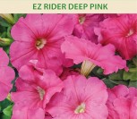 DARŽELINĖS PETUNIJOS DIDŽIAŽIEDĖS EZ RIDER DEEP PINK