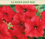 DARŽELINĖS PETUNIJOS DIDŽIAŽIEDĖS EZ RIDER DEEP RED