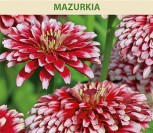 PUIKIOSIOS GVAIZDŪNĖS JURGININĖS MAZURKIA