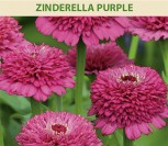 PUIKIOSIOS GVAIZDŪNĖS JURGININĖS ZINDERELLA PURPLE