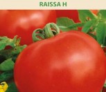 VALGOMIEJI POMIDORAI RAISSA H 