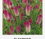 VARPIŠKOSIOS CELIOZIJOS  FLAMINGO