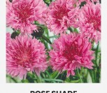 RUGIAGĖLĖS ROSE SHADE