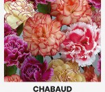 TIKRIEJI GVAZDIKAI  CHABAUD ENFANT DE NICE