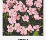 PUOŠNIOSIOS GUBOJOS ROSEA