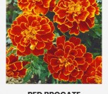 GVAZDIKINIAI SERENČIAI RED BROCATE