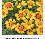 GVAZDIKINIAI SERENČIAI NAUGHTY MARIETTA