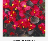 VISADŽYDĖS BEGONIJOS BROUMOV H