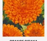 VAISTINĖS MEDETKOS ORANGE GITANA