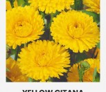 VAISTINĖS MEDETKOS YELLOW GITANA