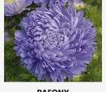 KININIAI RATILIAI  PAEONY