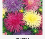 KININIAI RATILIAI  UNICUM