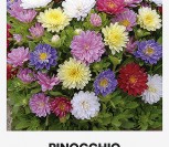 KININIAI RATILIAI  PINOCCHIO