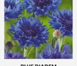 RUGIAGĖLĖS BLUE DIADEM