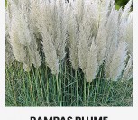 ARGENTININĖS KORTADERIJOS PAMPAS PLUME