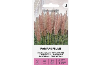ARGENTININĖS KORTADERIJOS PAMPAS PLUME