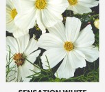 PAPRASTOSIOS KOSMĖJOS SENSATION WHITE