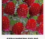 DOBILINĖS GOMFRENOS  STRAWBERY FIELDS