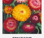 DARŽELINIAI ŠLAMUČIAI TOM THUMB