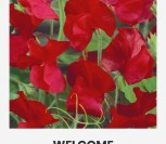 KVAPIEJI PELĖŽIRNIAI WELCOME