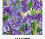 KVAPIEJI PELĖŽIRNIAI MARINER