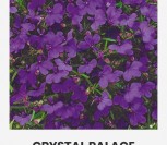 PAPRASTOSIOS LOBELIJOS CRYSTAL PALACE