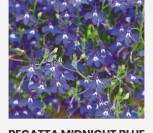 PAPRASTOSIOS LOBELIJOS REGATTA MIDNIGHT BLUE