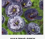 BIRULĖS AGUONOS AMAZING GREY