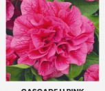 DIDŽIAŽIEDĖS PETUNIJOS CASCADE H PINK