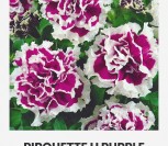 DARŽELINĖS PETUNIJOS PIROUETTE H PURPLE