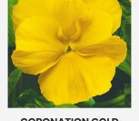 DARŽELINĖS NAŠLAITĖSCORONATION GOLD