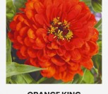 PUIKIOSIOS GVAIZDŪNĖS ORANGE KING