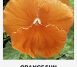 DARŽELINĖS NAŠLAITĖS ORANGE SUN