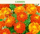 GVAZDIKINIAI SERENČIAI CARMEN