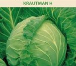 BALTIEJI GŪŽINIAI KOPŪSTAI KRAUTMAN H