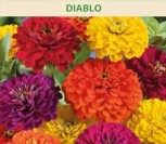PUIKIOSIOS GVAIZDŪNĖS DIABLO