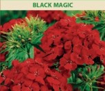 ŠIURPINIAI GVAZDIKAI BLACK MAGIC