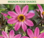 DIDŽIAGRAIŽIAI JURGINAI MIGNON ROSE SHADES