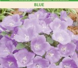 KARPATINIAI KATILĖLIAI BLUE