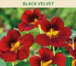 ŽEMOSIOS NASTURTĖS BLACK VELVET