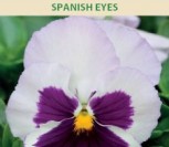 DARŽELINĖS NAŠLAITĖS SPANISH EYES