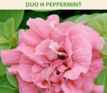 DARŽELINĖS PETUNIJOS GAUSIAŽIEDĖS DUO H PEPPERMINT 