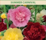 AUKŠTOSIOS PILIAROŽĖS SUMMER CARNIVAL