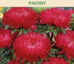 KININIAI RATILIAI PAEONY