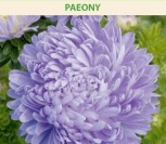 KININIAI RATILIAI  PAEONY