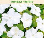 VALERO SPRIGĖS IMPREZA H WHITE