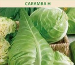 BALTIEJI GŪŽINIAI KOPŪSTAI CARAMBA H