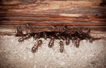 Priemonės prieš skruzdėles ir ropojančius vabzdžius