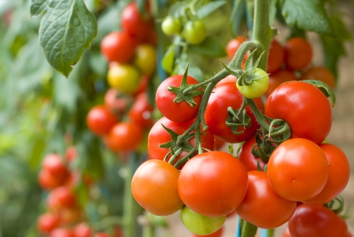 Sodininko atmintinė: auginame pomidorus